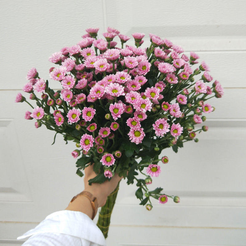 昆明鲜花批发昆地直发小雏菊束鲜花速递教师节小花束速卖通亚马逊