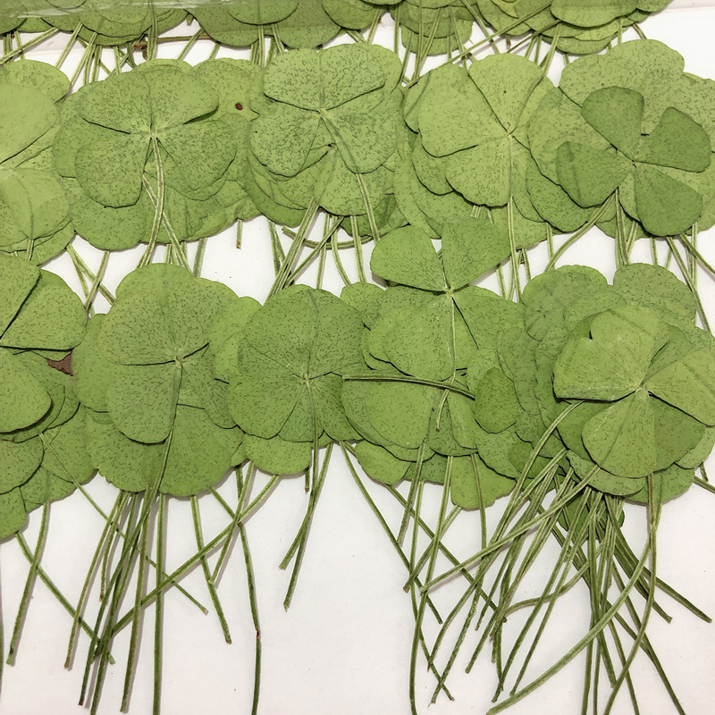 四叶草压花干花批发植物标本教学相框书签手工儿童押花滴胶手机壳