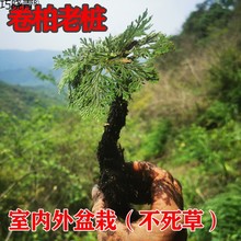 室内盆栽卷柏九死还魂假山组合吸水石植物桌面花卉植物微型盆景巧