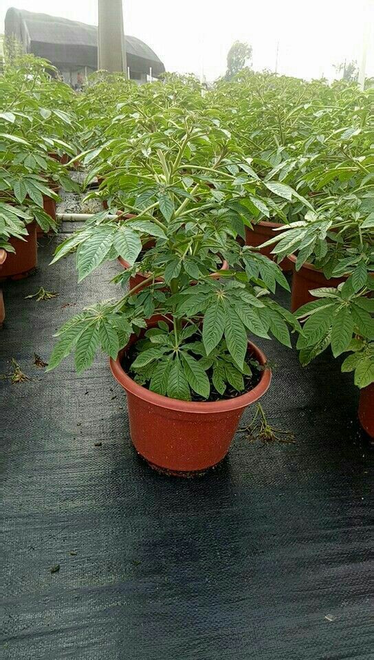 高品质醉蝶花养成记,自产自销,基地生产,广东佛山