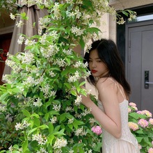 庭院爬藤植物风车茉莉 银丝茉莉盆栽花苗阳台室内四季常青络石藤