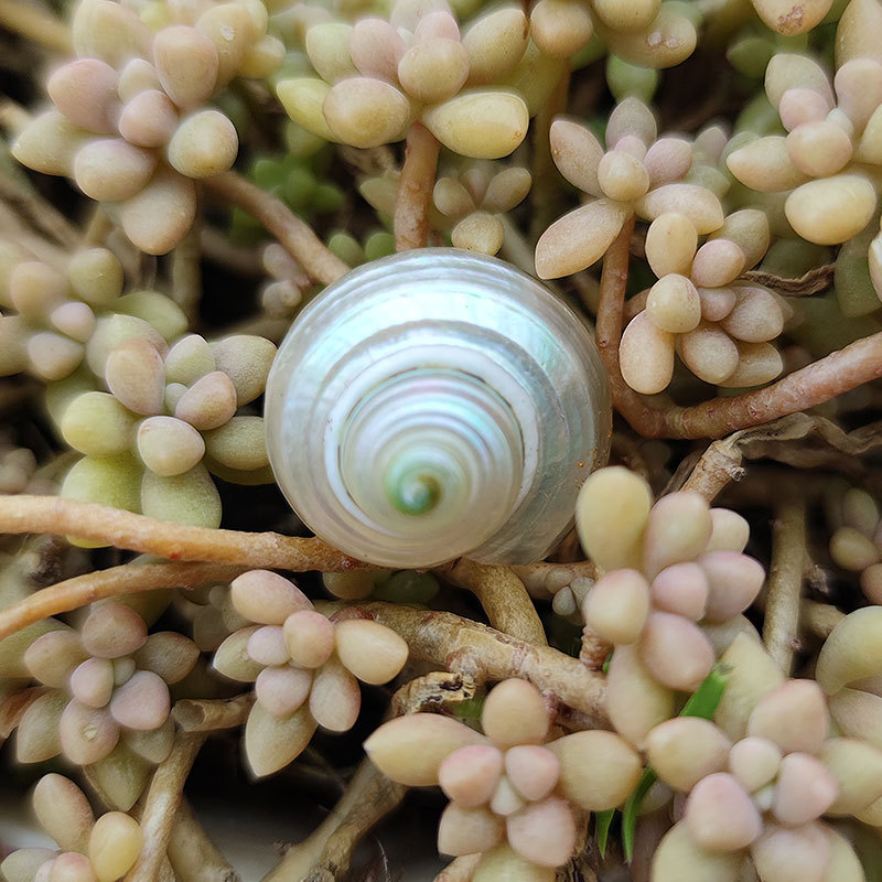 荧光蝾螺天然海螺贝壳 鱼缸装饰地中海工艺摆件海洋寄居蟹替换壳