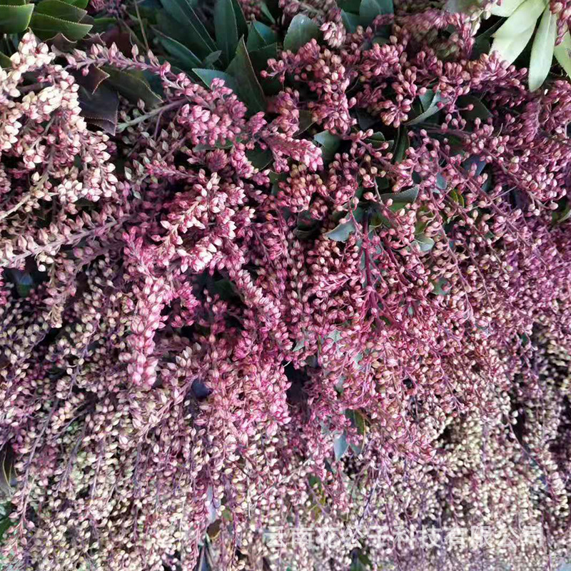 山里红 云南斗南鲜花批发 婚车花篮配花配叶基地批发-阿里巴巴