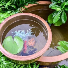 老土缸睡莲荷花缸养鱼老式土陶水缸陶瓷大号家用米缸储水缸腌菜发