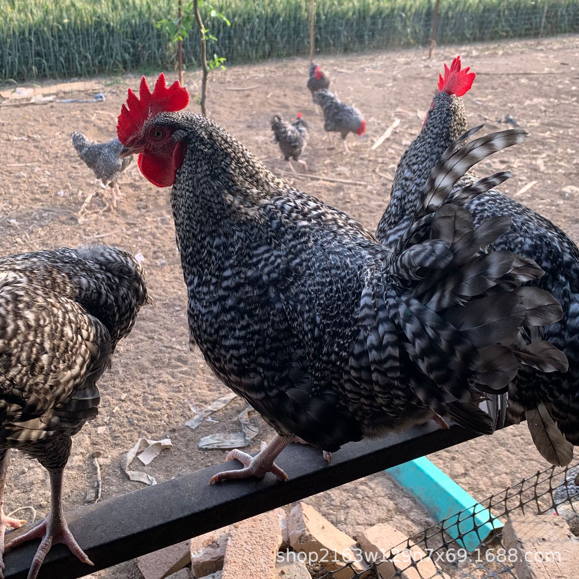 农场出售纯种汶上芦花鸡苗活体脱温芦花鸡苗散养芦花鸡种蛋价格