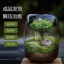 生命之树懒人苔藓微景观办公室盆栽宿舍植物桌面生态瓶真植物批发