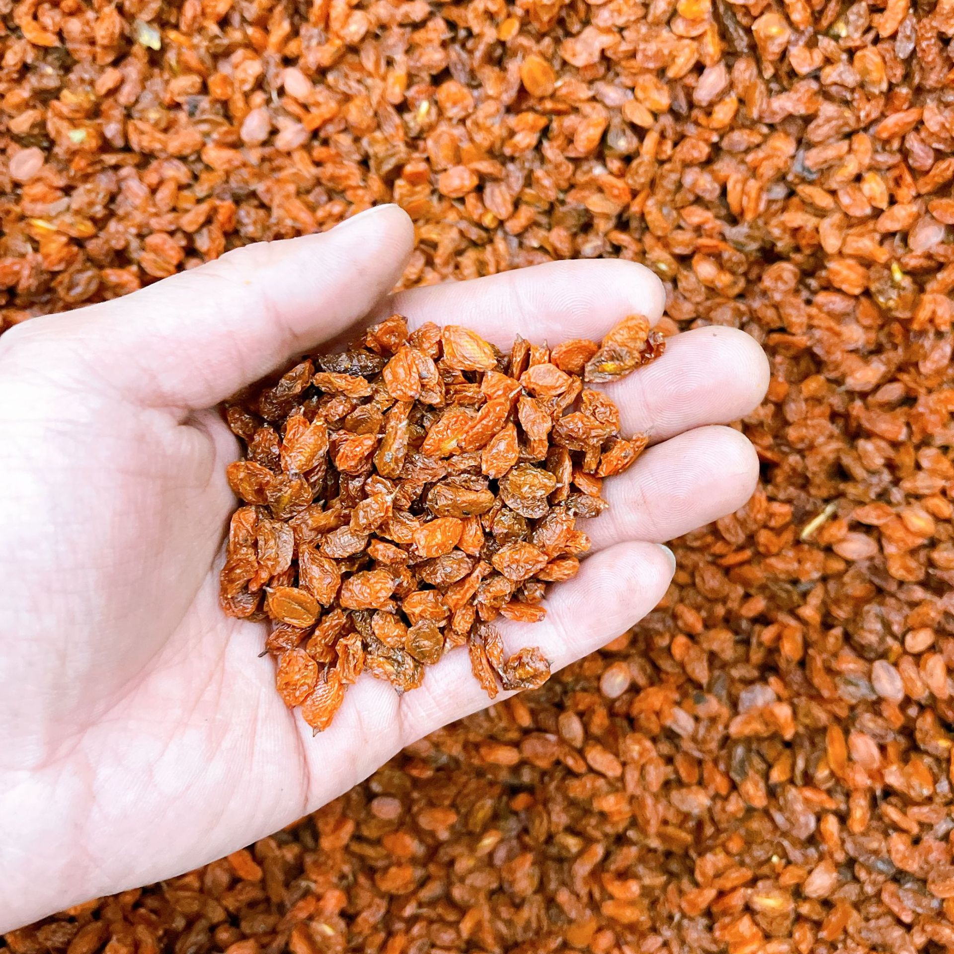 沙棘果花茶新疆沙棘果新货无杂醋柳果沙棘果桨大货沙棘果干果