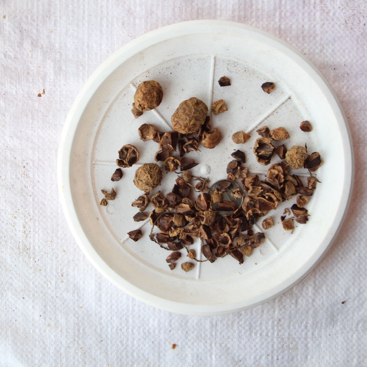 新采池杉种子 厂家直销 池杉种子 水杉种子 品种 绿化苗木