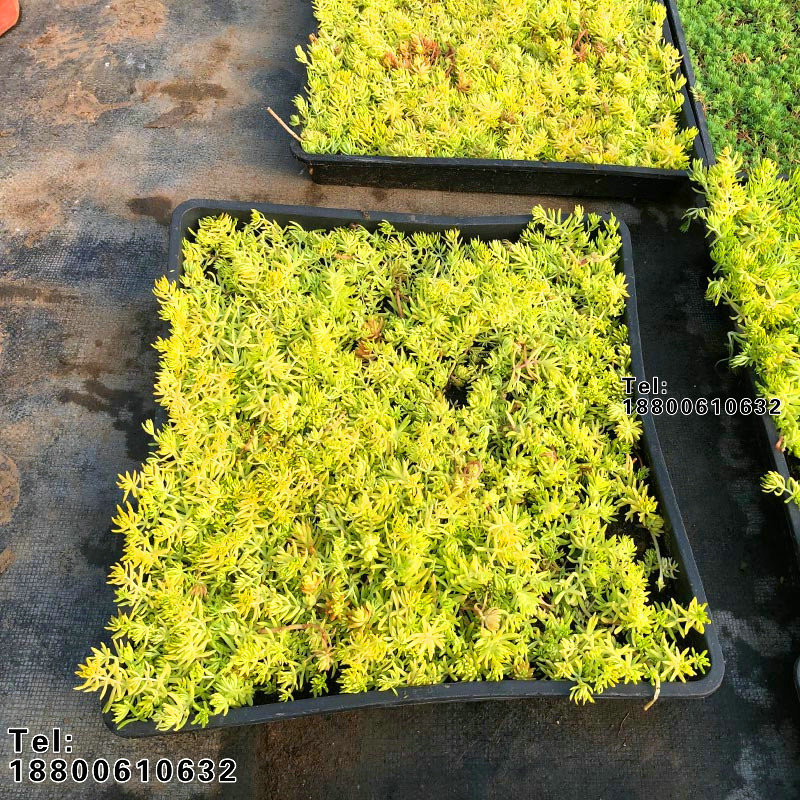 花镜植物金叶佛甲草方盘适合屋顶绿化草坪降温多年生地被花镜搭配