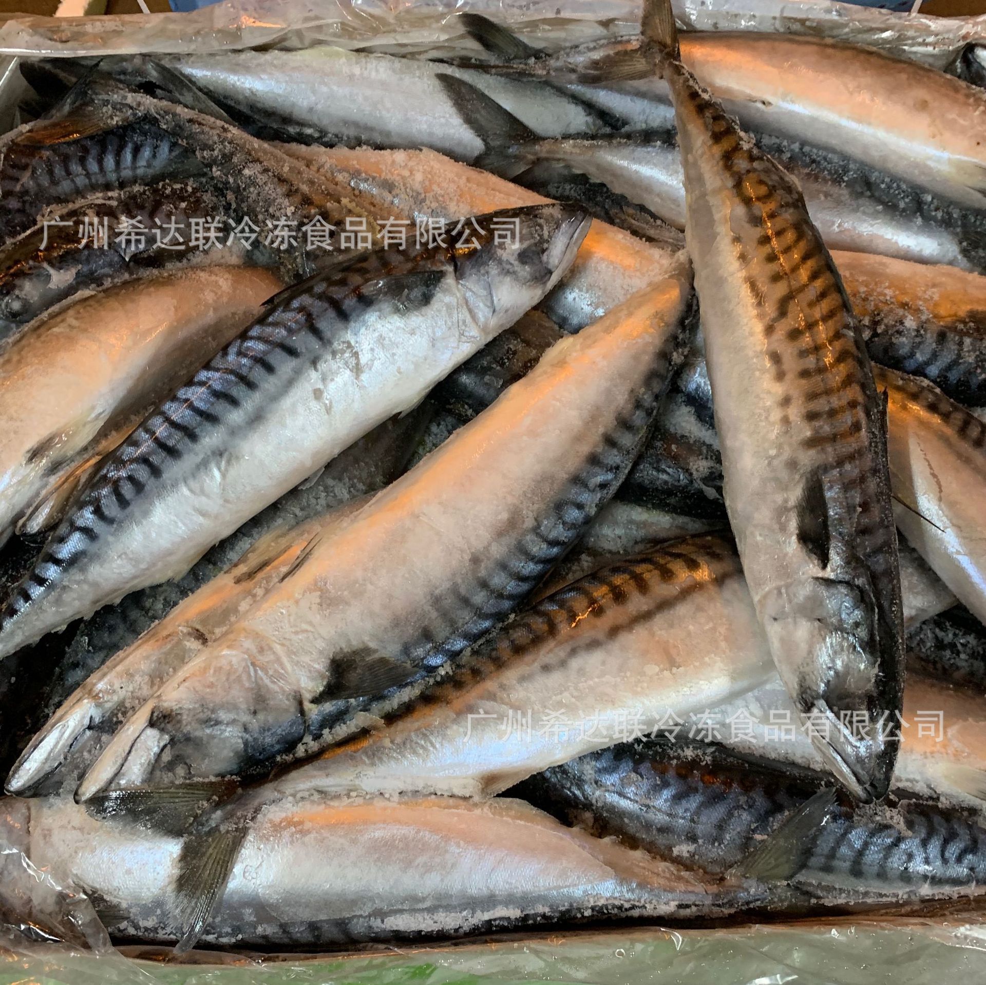 冷冻青花鱼 400-600克 40斤/件 广州批发挪威原条青花鱼醋青鱼