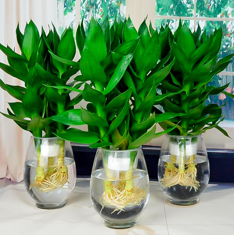 观音竹水培带根富贵转运竹花卉植物室内办公室易活绿植节节高盆栽