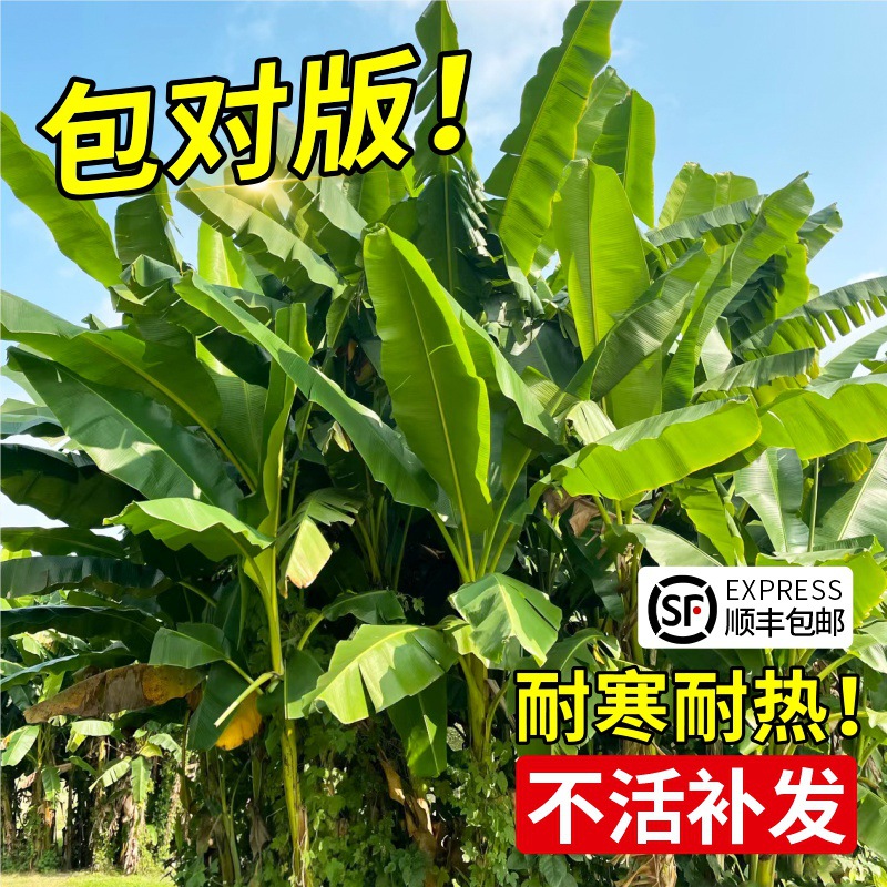 一件代发芭蕉树绿植盆栽庭院香蕉树苗大型北方室外内耐寒植物大叶