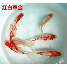 辽宁发货 爆款 西非短鲷白化红肚凤凰观赏鱼 活体_阿里巴巴找货神器