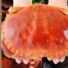 面包蟹鲜活熟冻珍宝蟹母蟹 爱尔兰黄金蟹新鲜海鲜水产螃蟹