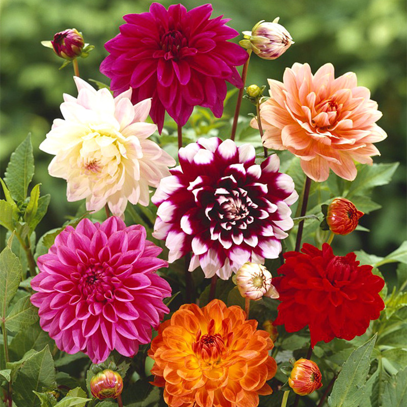 四季开花易活花种大丽花种子重瓣混色大丽菊花多年生四季播种花种