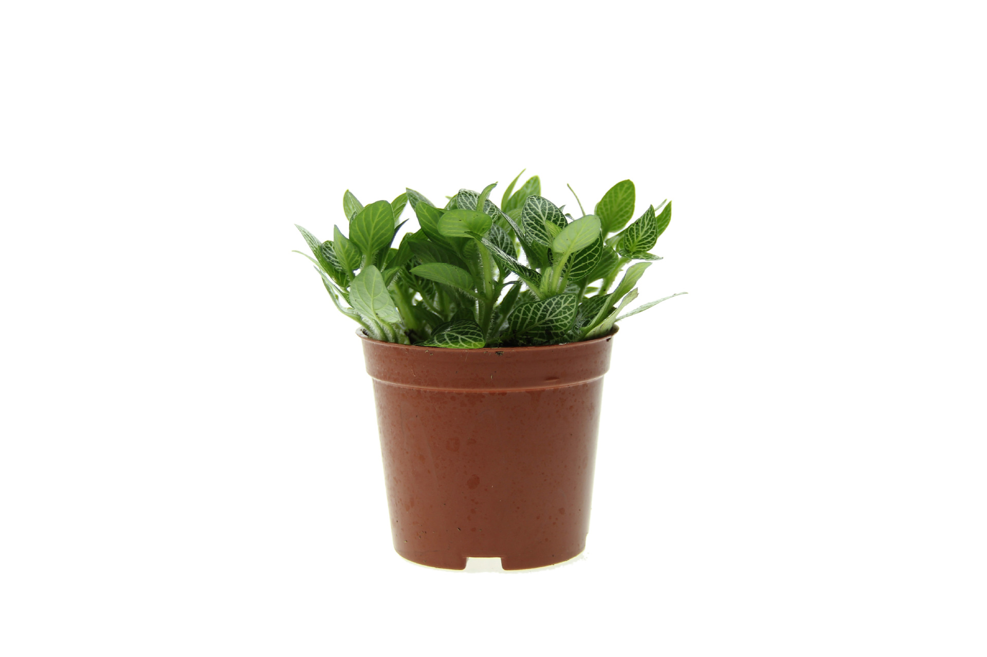 除部分一口价,打折产品不包破损,另外植物适合10摄氏度以上环境,10