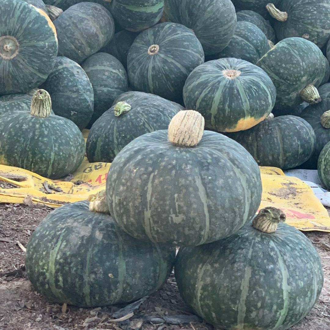 甘肃民勤沙漠板栗南瓜板栗味老南9斤老南瓜新鲜蔬菜宝宝辅食