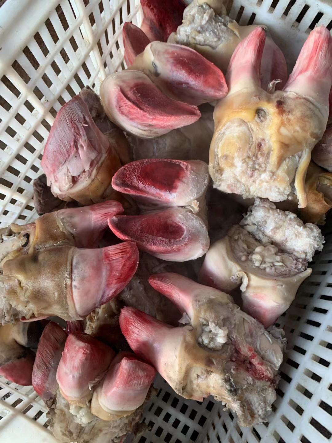 新鲜牛蹄掌牛掌牛脚牛爪子黄牛带骨生牛脚短牛蹄冷链直发