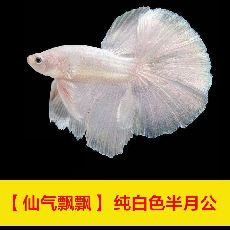 孔雀鱼小型热带观赏鱼纯种精品鱼孕母种鱼活体练手淡水草缸缎带鱼