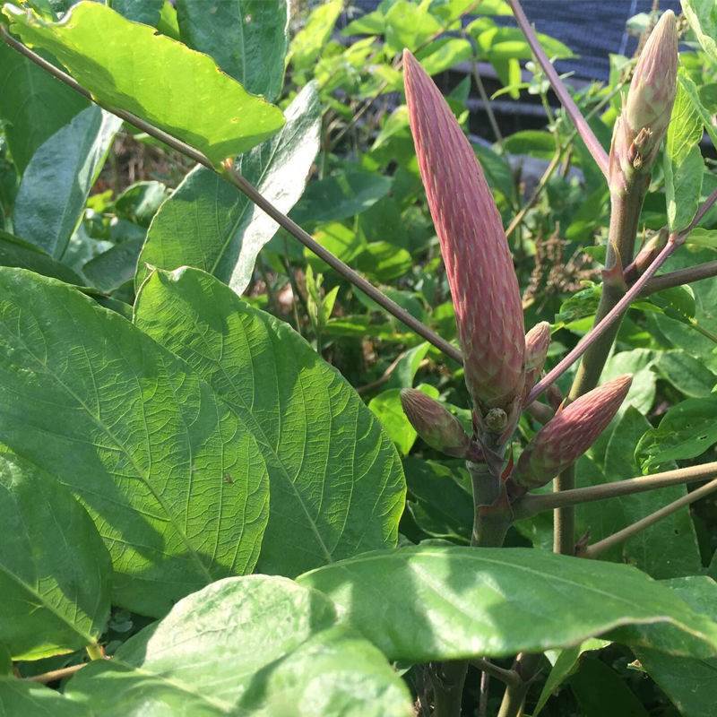 野生猫尾草种子石参土狗尾牛春花猫尾射虎尾轮中草药材多年生植物