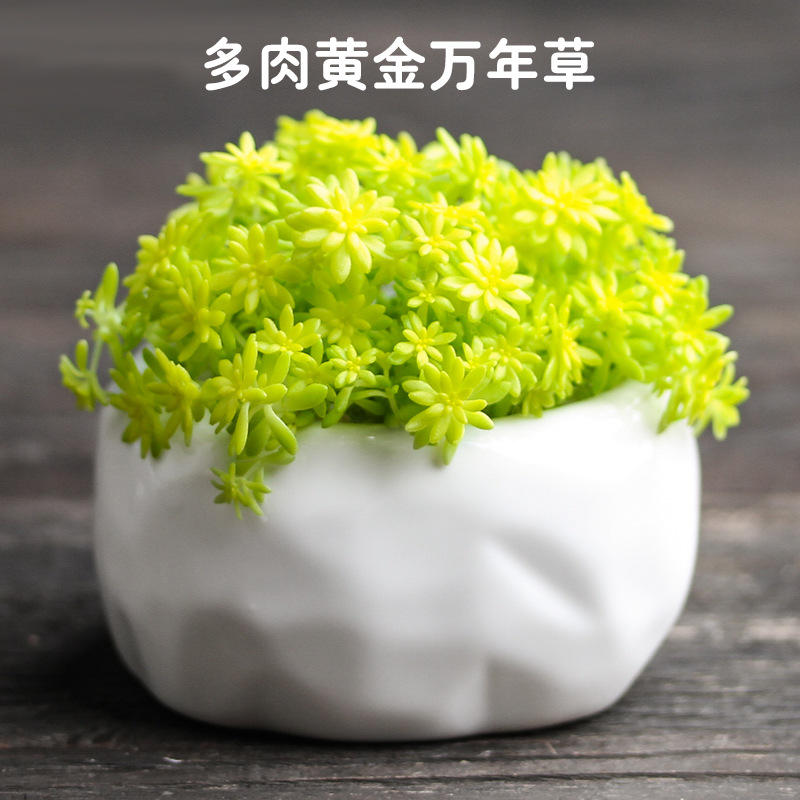 黄金草佛甲草多肉植物新手好养萌肉肉桌面盆栽阳台办公室绿植花卉
