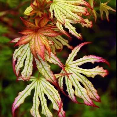 脉叶类枫树"第一精灵"灵枫树 多分枝红枫树苗-阿里巴巴