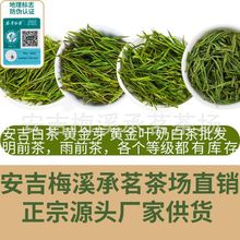 现货正宗新茶安吉白茶茶叶绿茶货源批发厂家直销散装500g一件代发