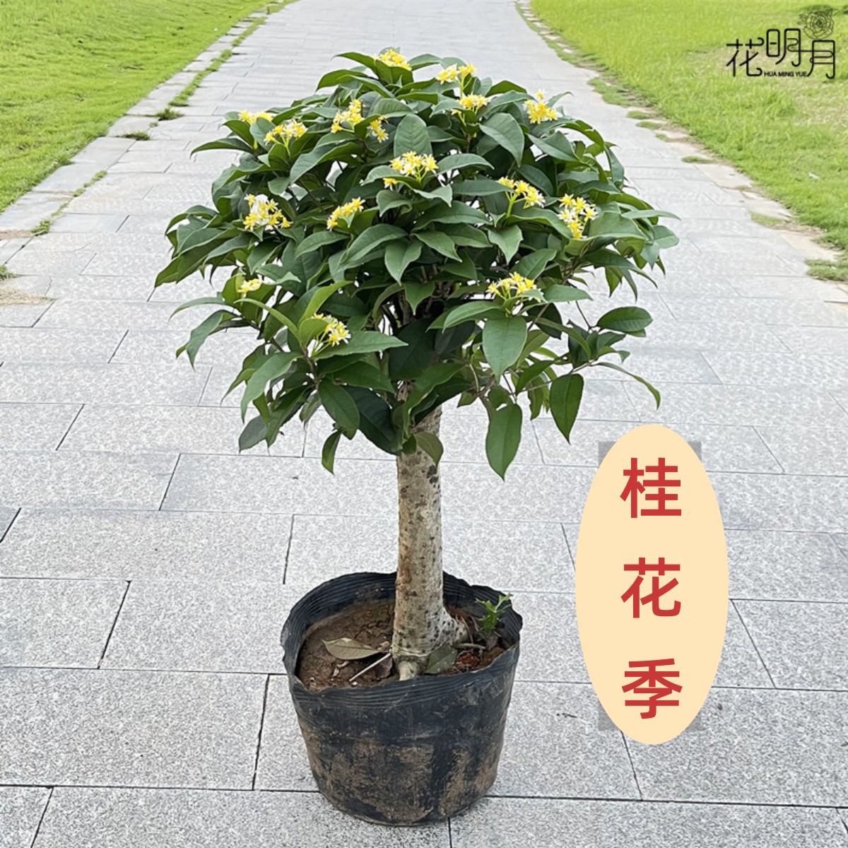 四季桂花盆栽矮霸桩桂花树苗植物景室内外卉开花浓香阳台庭院月桂