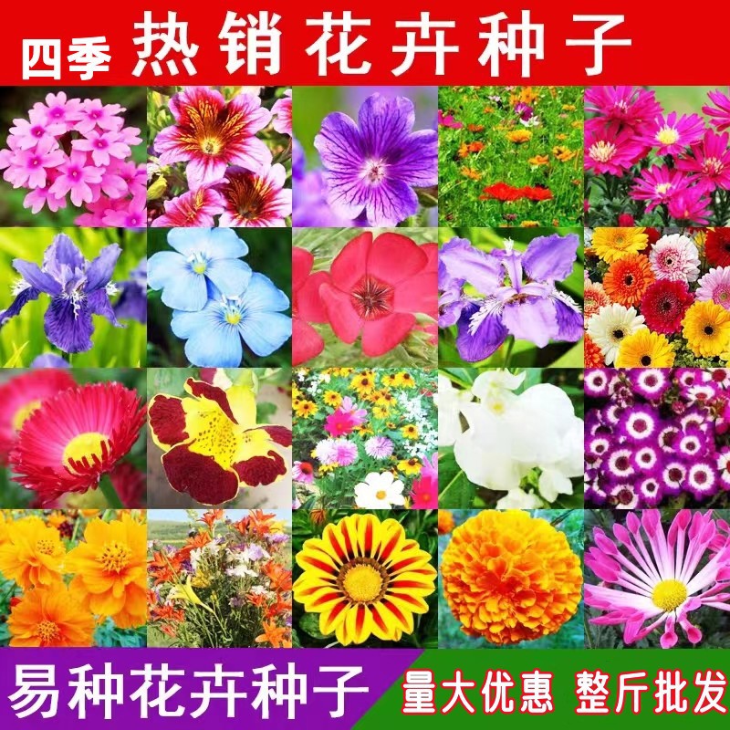 四季野花组合七彩花种子波斯菊太阳花百日草向日葵金鸡菊易活种籽