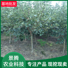 现货批发山楂树苗 多种规格 四季种植盆栽果树苗