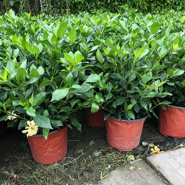 海栀子双色盆 四季栀子 花境开花香气植物 成都园林绿化 地被批发