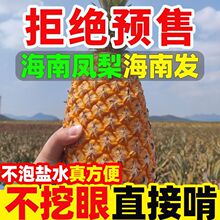 真海南发货海南金钻凤梨手撕凤梨新鲜应季水果10斤代发一件代发