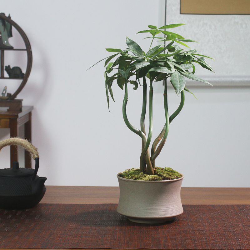 五福发财树盆栽摆件客厅办公室绿植室内盆栽四季观叶植物造型老桩
