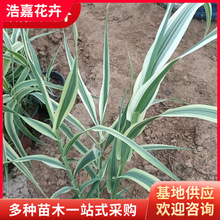 花叶芦竹水生花卉植物  用于庭院池塘观赏水景园 庭院观赏植物