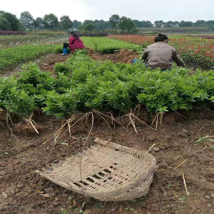 一年生锦绣杜鹃小苗 二年生杜鹃小苗 基地自产自销价格-阿里巴巴