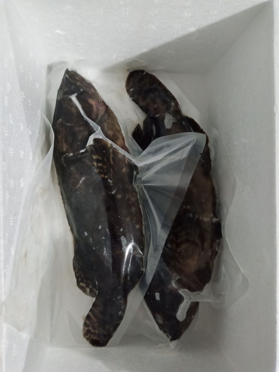 3条顺丰包邮 深海野生石斑鱼鲜活石斑鱼冷冻珍珠斑鱼龙胆老虎斑