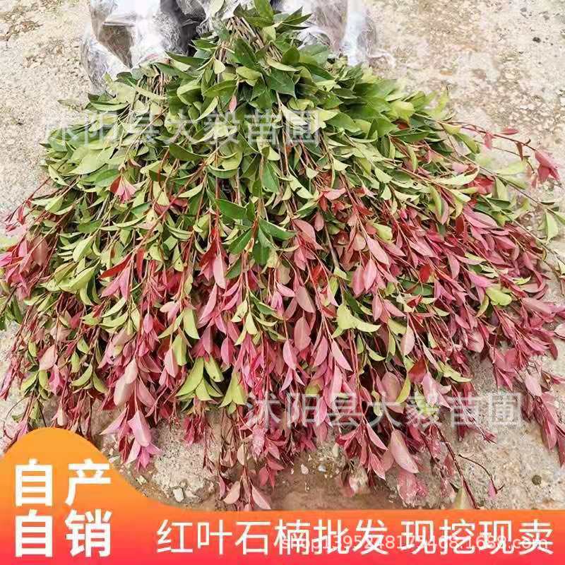 批发绿化苗木红叶石楠苗庭院种植耐寒耐阴四季长青彩色绿化苗木