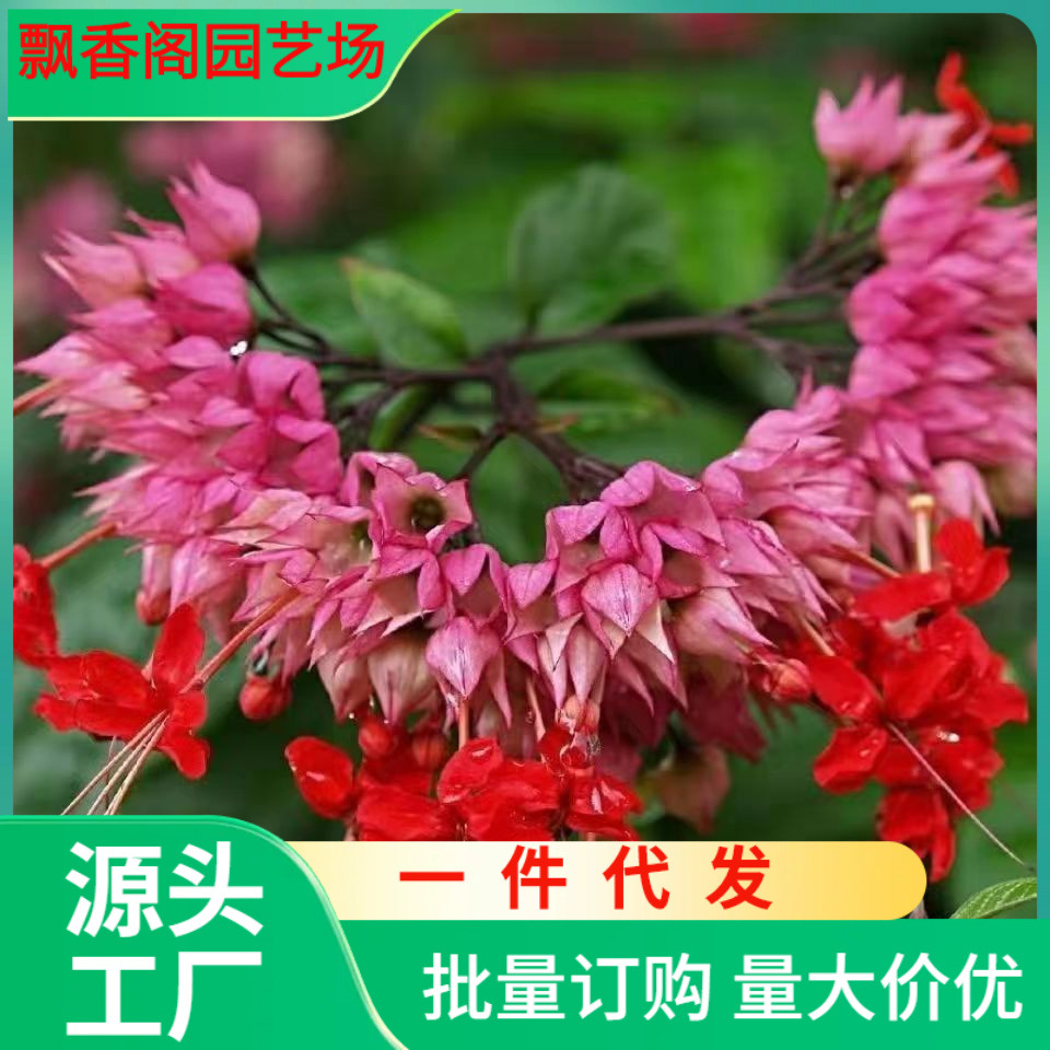 一件代发红花龙吐珠花苗垂丝茉莉花苗当年开花阳台植物庭院藤本攀
