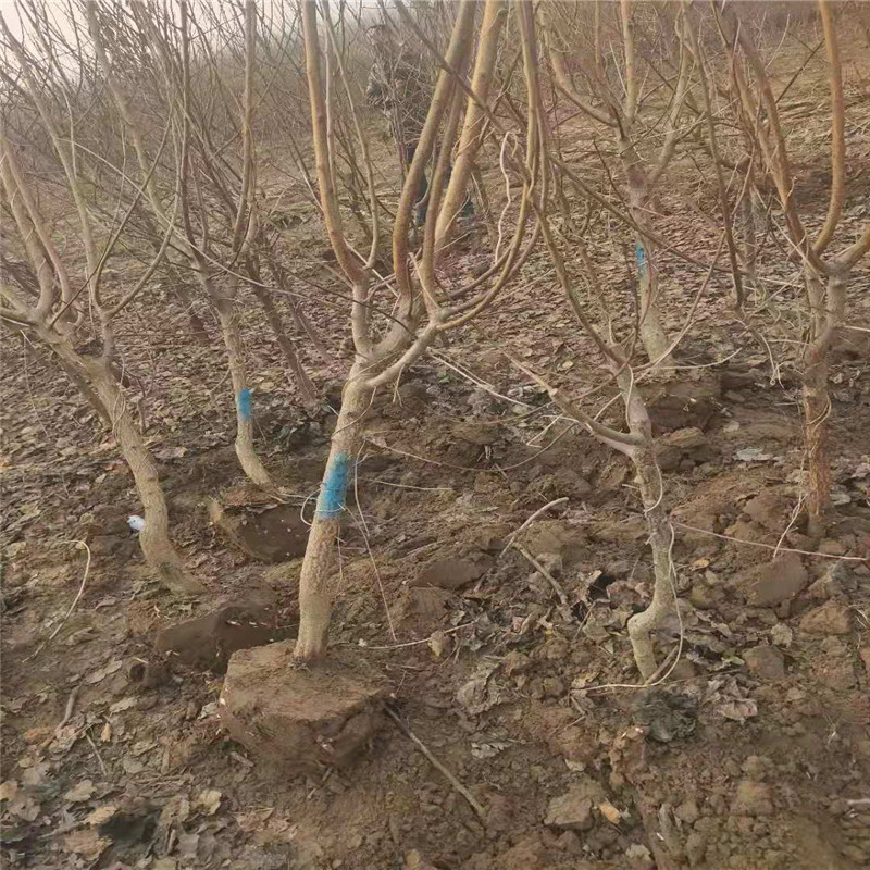 出售3公分珍珠油性苗 嫁接新品种杏树苗木 带土球装车现挖现卖
