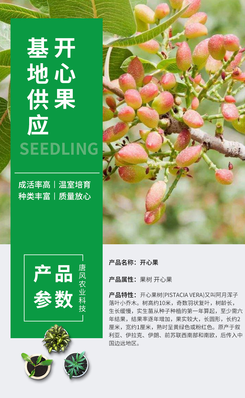 基地批发 开心果树苗 阿月浑子盆栽地栽苗 开心果树苗