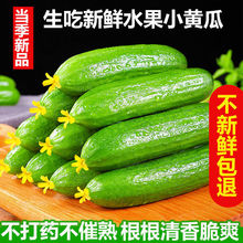 水果黄瓜新鲜生吃5斤时令当季蔬菜旱荷兰水果小黄瓜青瓜整箱包邮9
