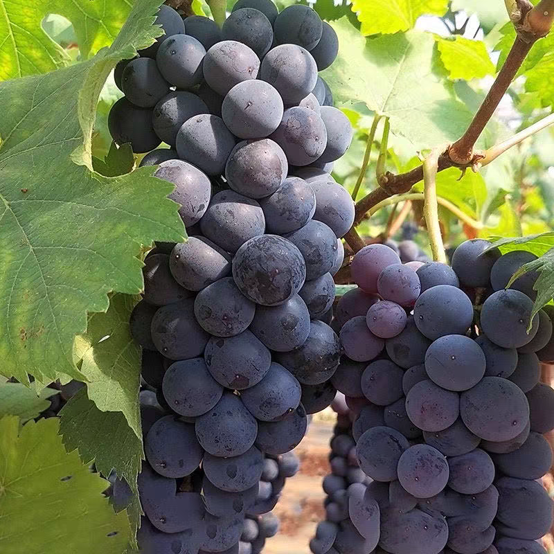 xc东北巨峰葡萄新鲜5斤装现摘现发纯甜孕妇当季水果非云南夏黑葡