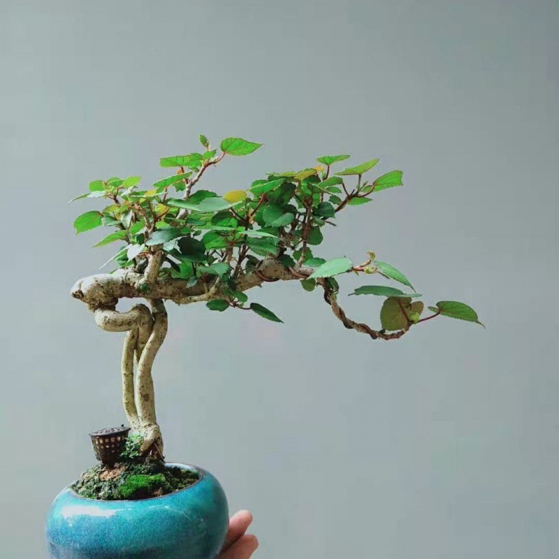 黄槿四季常青开花盆景盆栽居家网红阳光庭院植物江西绿农详述台湾超级