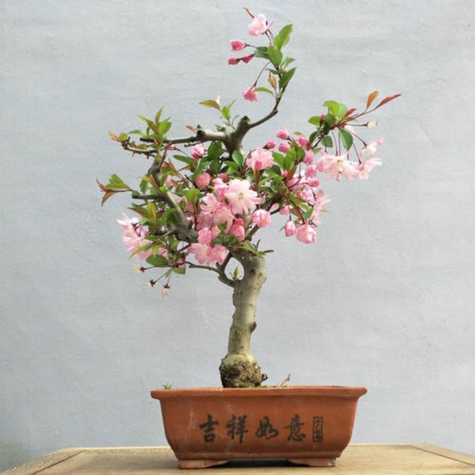 【20年老桩】海棠花盆栽地栽耐寒四季开花不断室内外好养花卉树苗