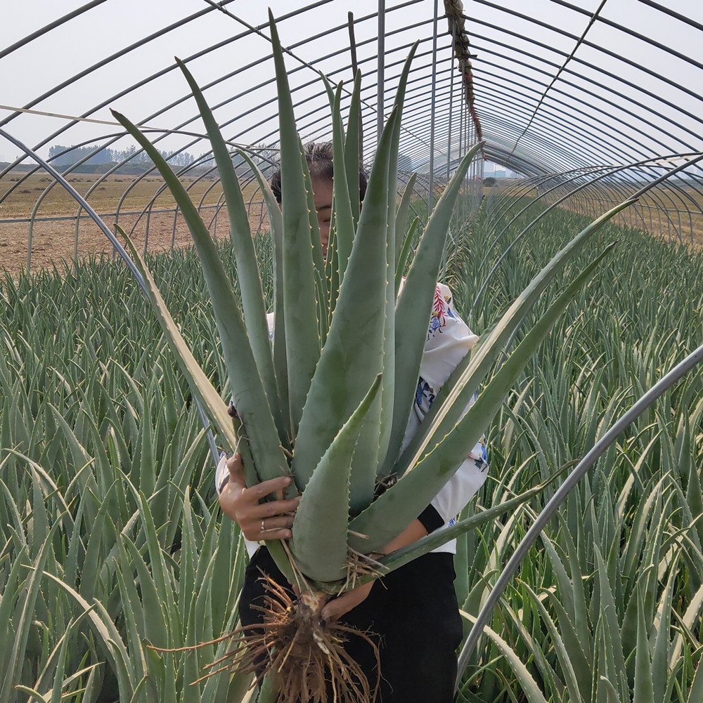 美容院库拉索芦荟盆栽多肉植物美容芦荟灌肤补水食用室内花卉绿植