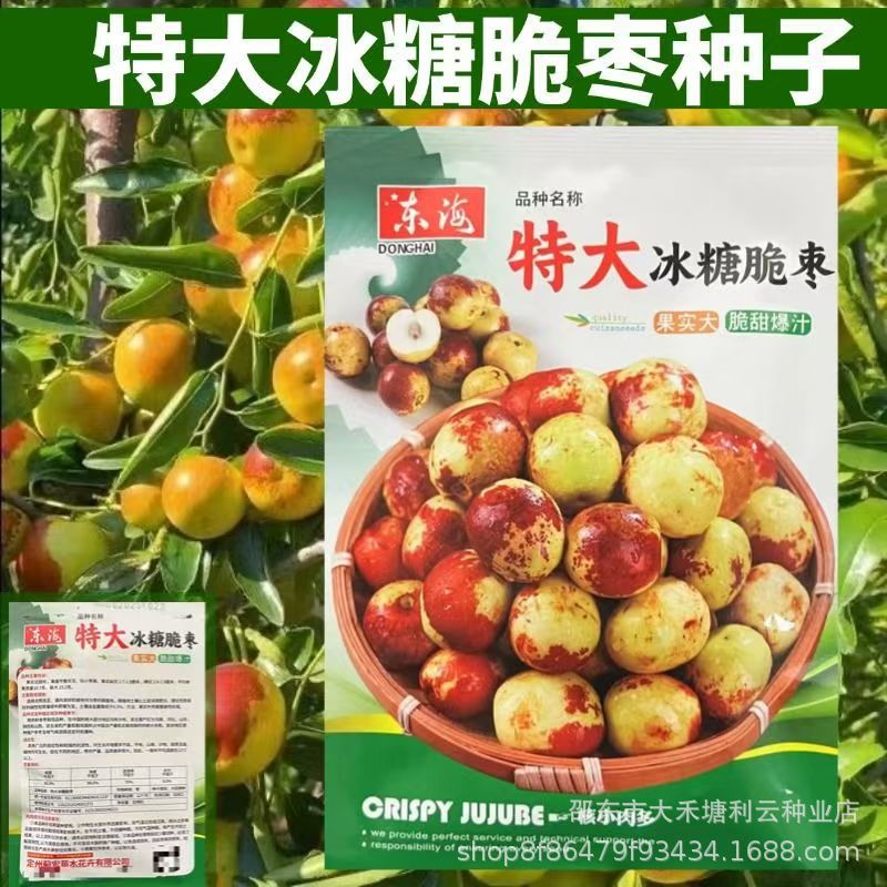 特大冰糖脆枣种子冰糖甜枣种子果实大盆栽地栽均阳台小院种植种子
