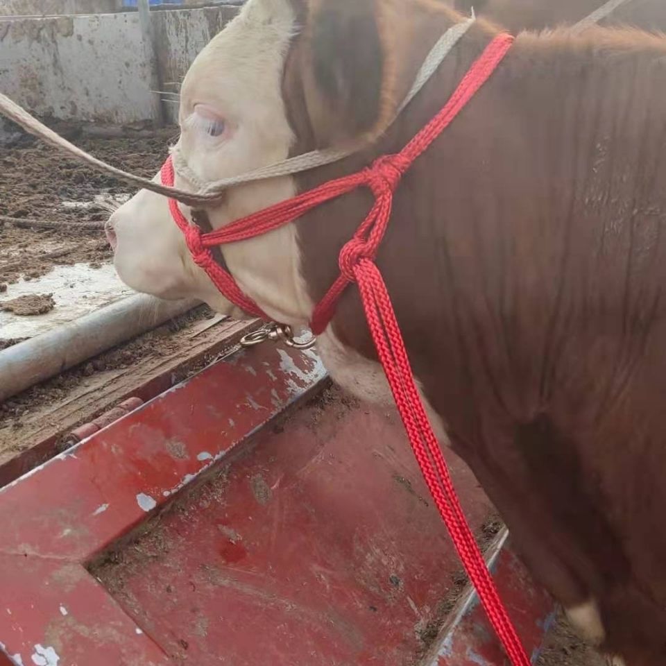 牛笼头套缰绳调教工具牧牛小牛犊牛套牛缰绳手工编织多功能大号