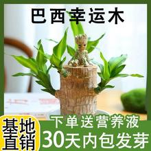 巴西木水培植物办公室内盆栽桌面幸运木四季带芽开花绿植送营养液