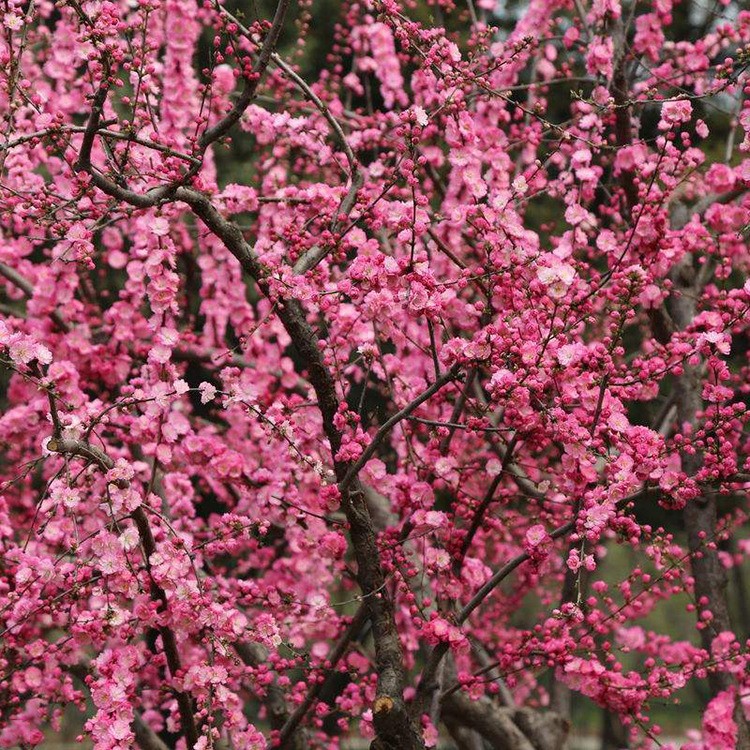 红叶榆叶梅 丛生 榆叶梅 京梅 绿叶榆叶梅 工程榆叶梅 榆叶梅球
