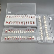 牙医考试练习口腔带髓腔根管牙粒树脂牙开髓牙粒全口28颗备牙模型